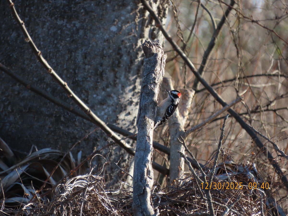 Пушистый дятел - ML647863763