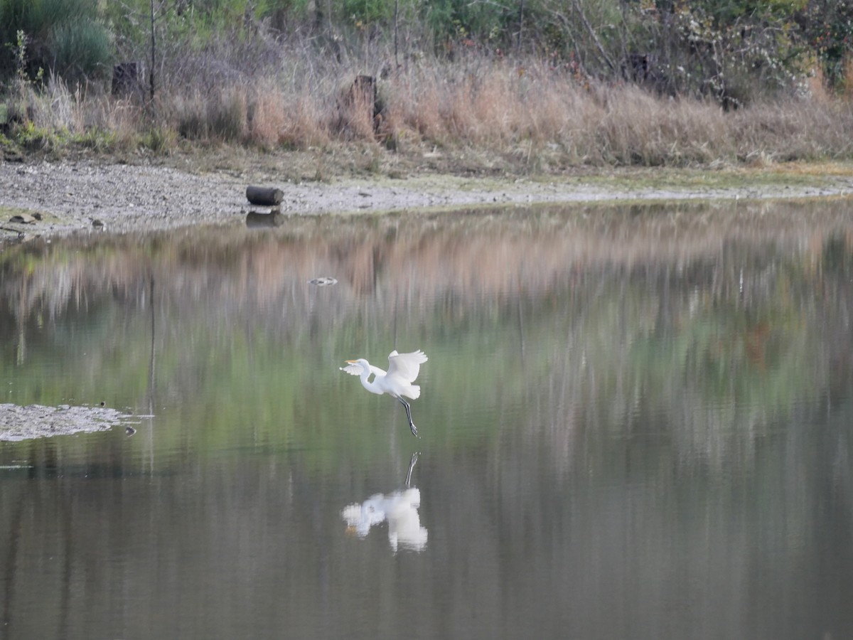 Большая белая цапля - ML647863765