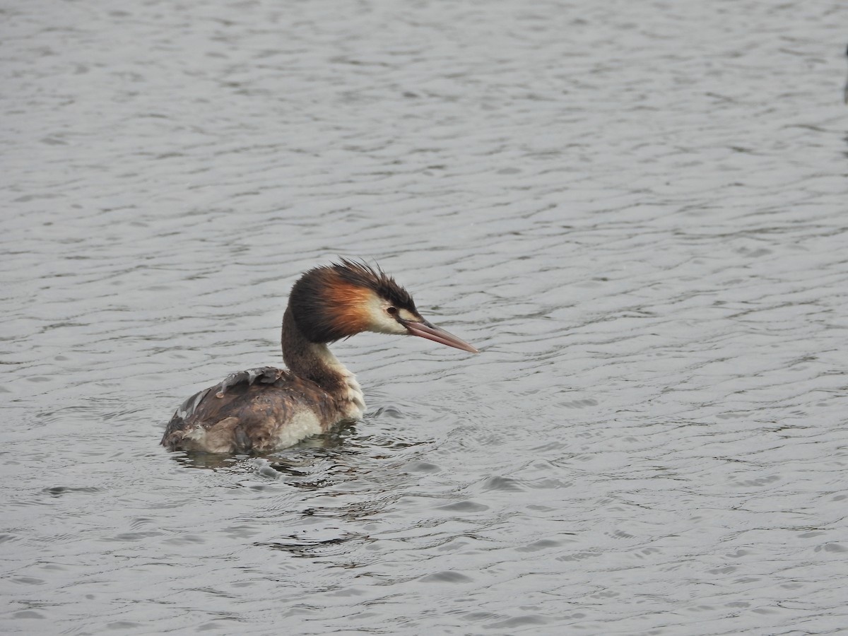 Чомга - ML647863766