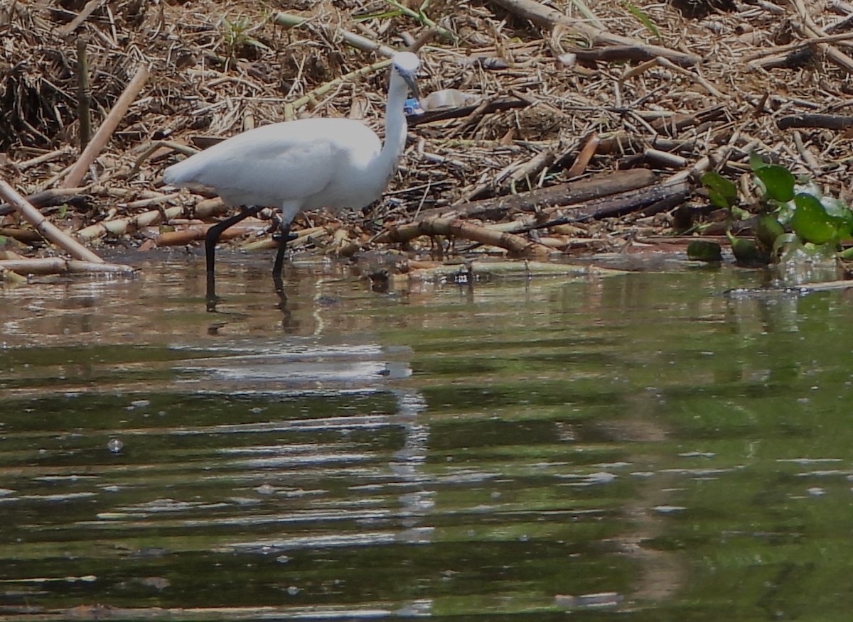 Малая белая цапля - ML647863767