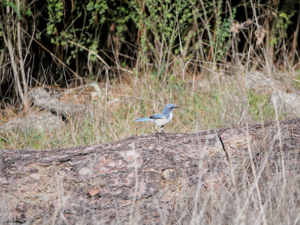 Калифорнийская сойка - ML647863768