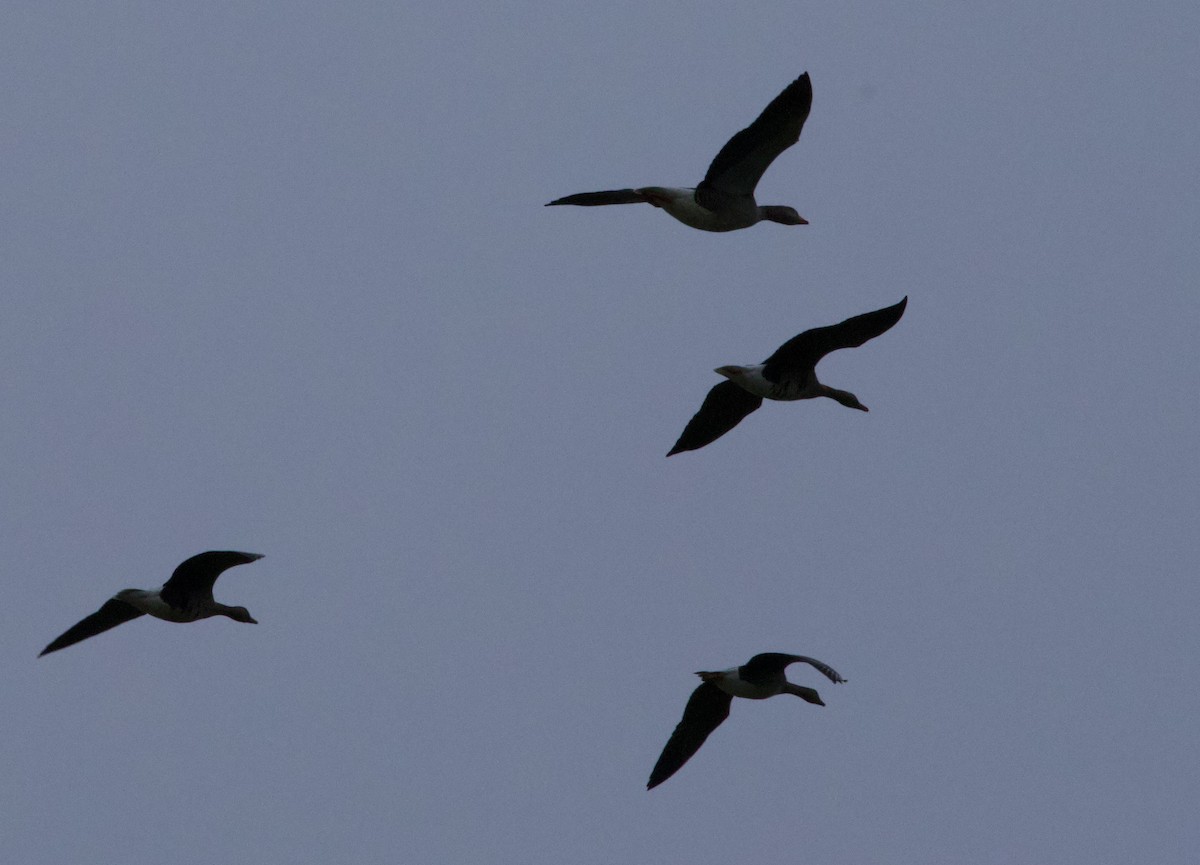 Серый гусь - ML647863770