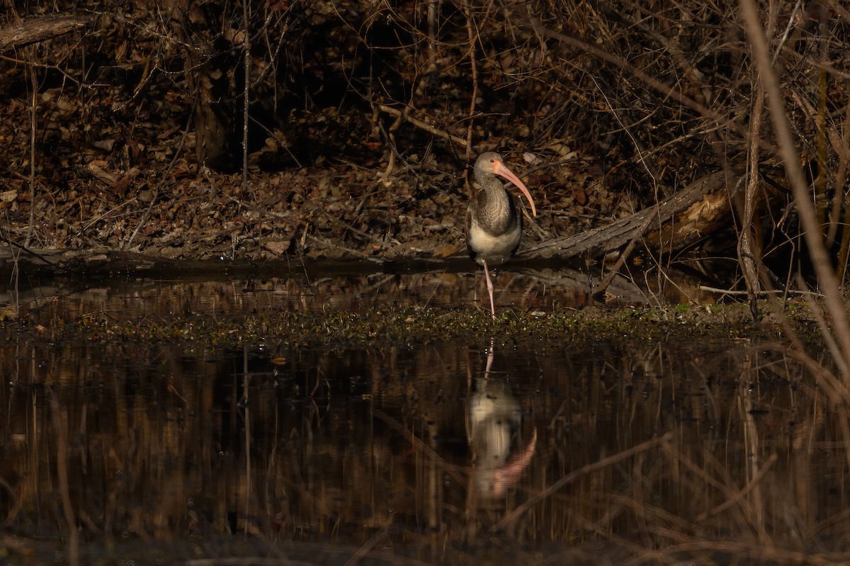 White Ibis - ML647863771
