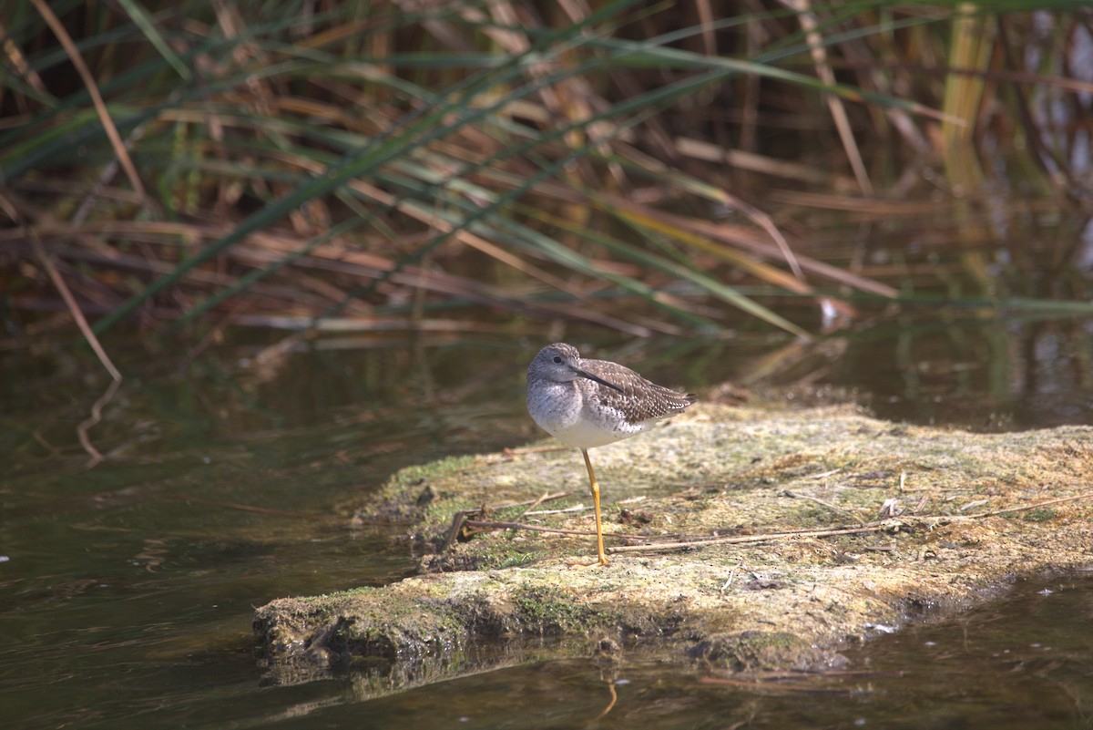 Пёстрый улит - ML647863772