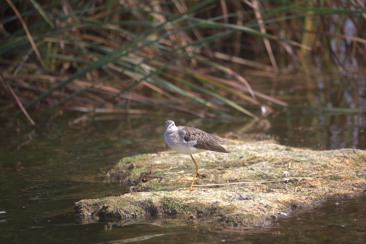 Пёстрый улит - ML647863773