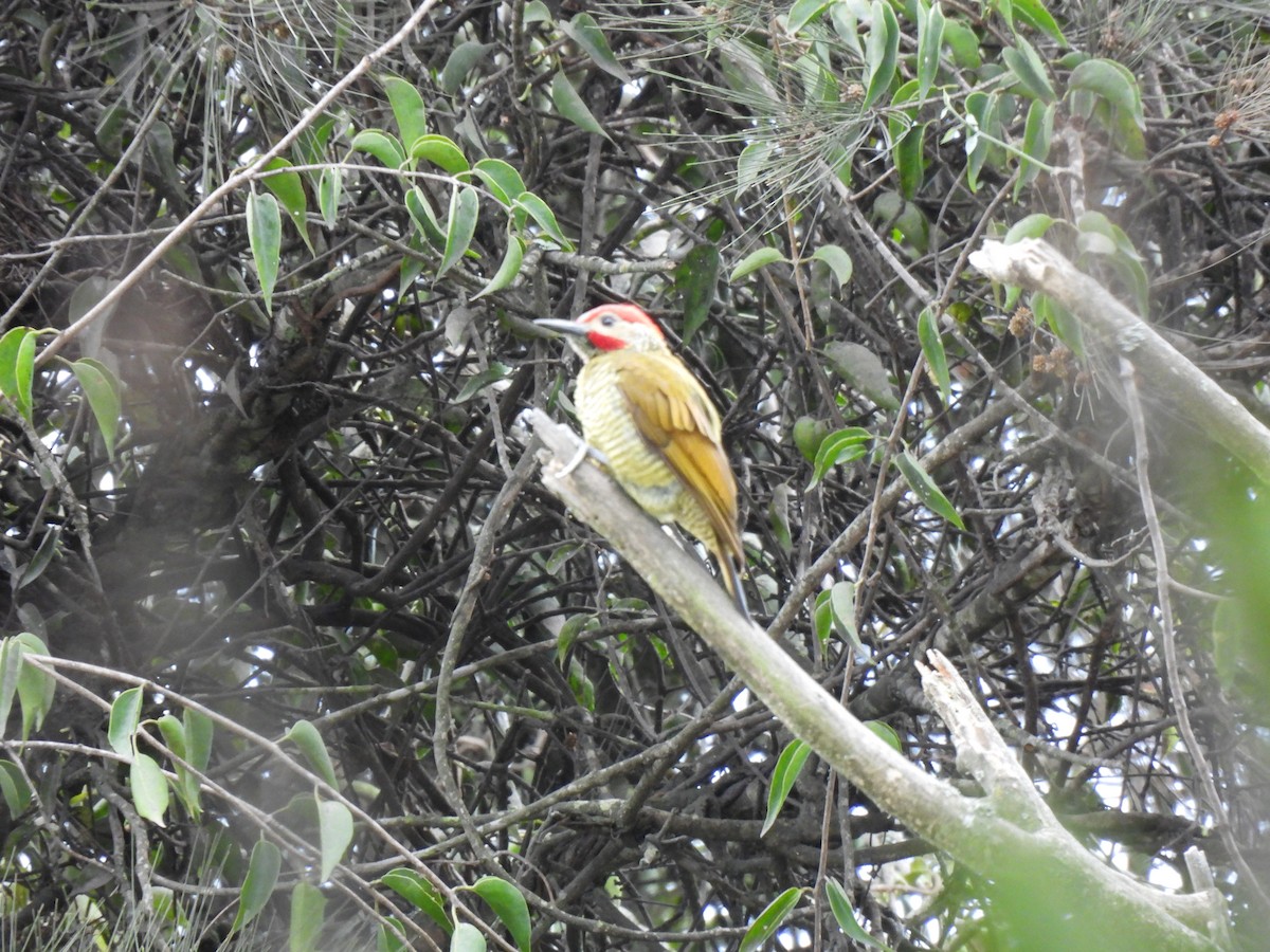 Рубиновоусый дятел - ML647863774