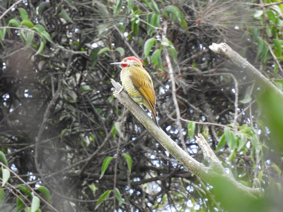 Рубиновоусый дятел - ML647863775