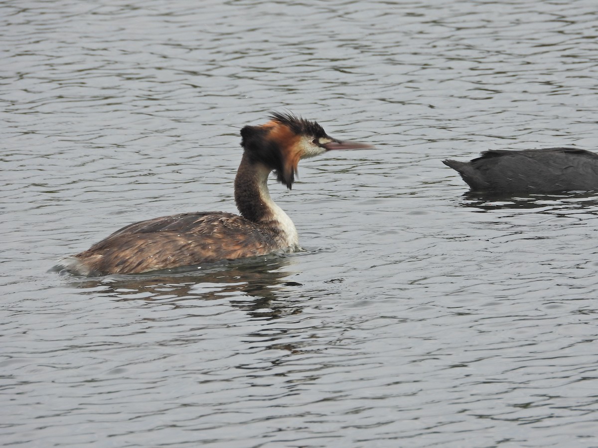 Чомга - ML647863776