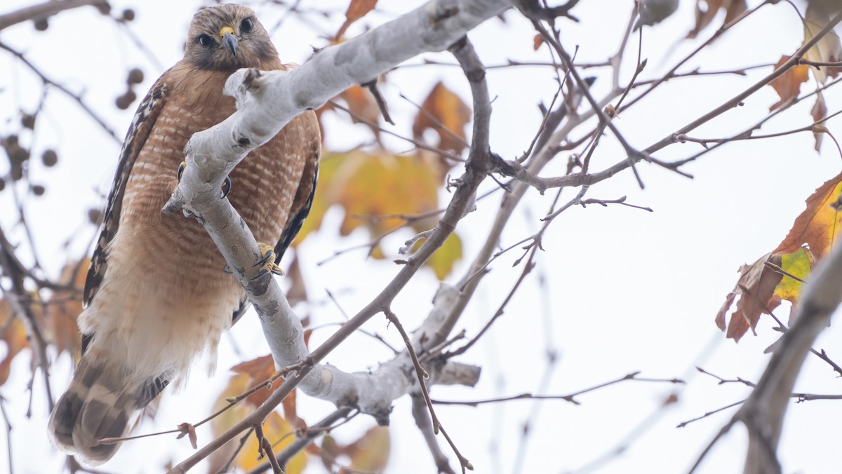 Красноплечий канюк - ML647863778