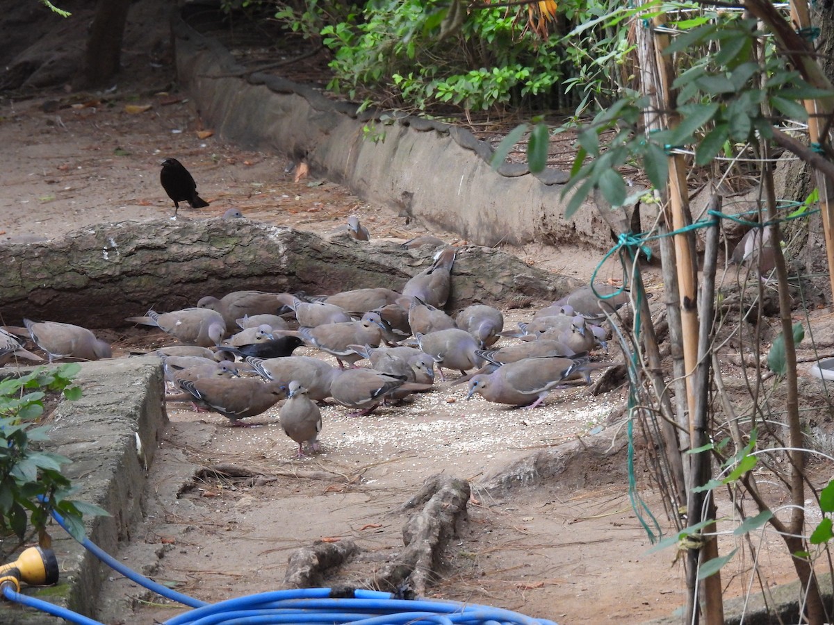 Белокрылая горлица - ML647863782