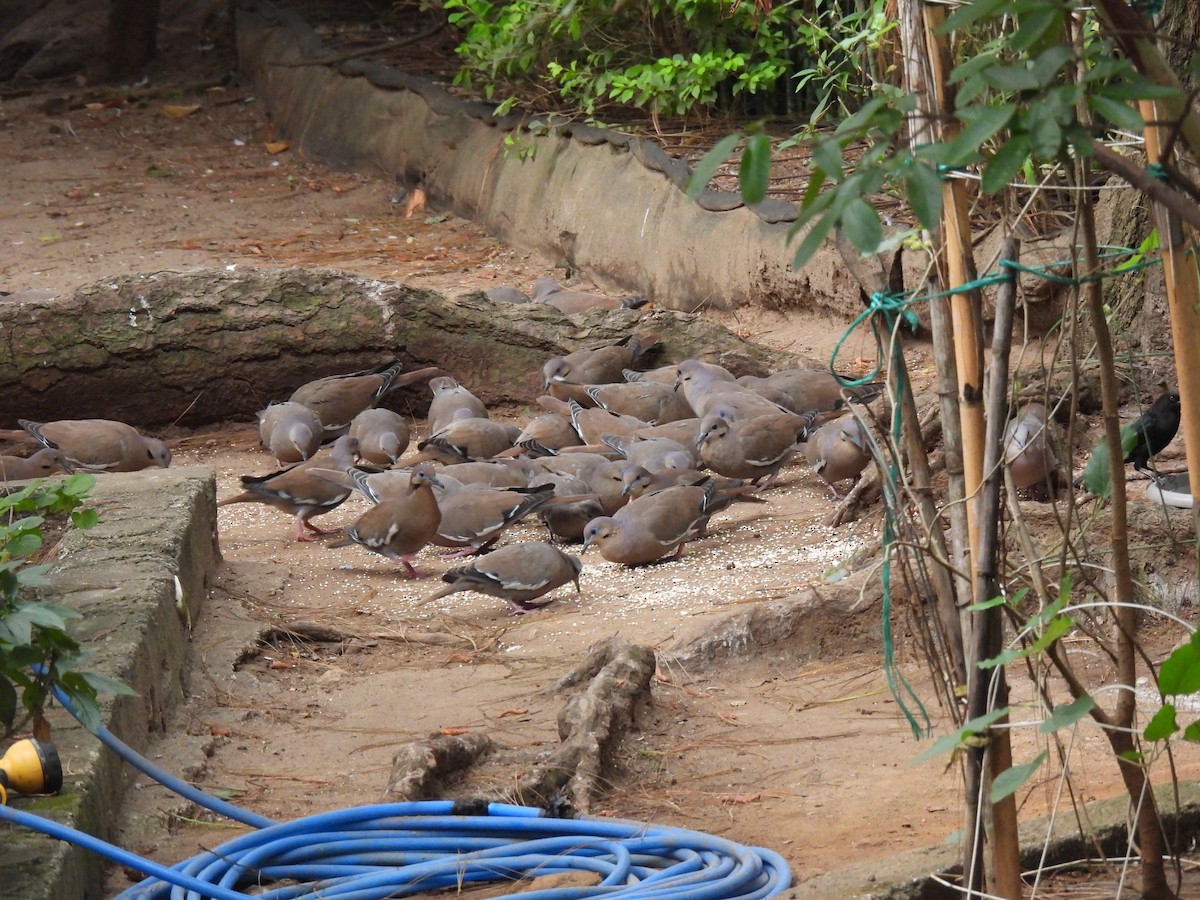 Белокрылая горлица - ML647863783