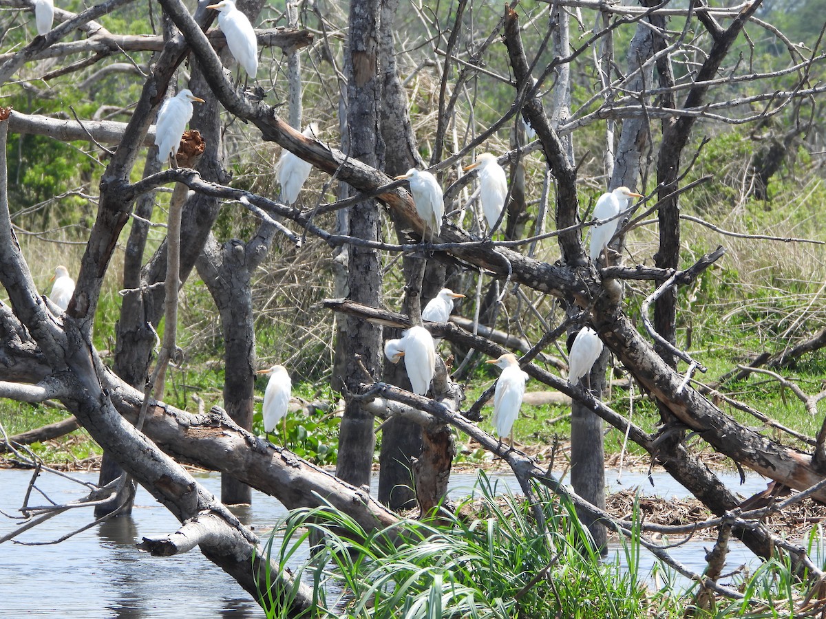 Египетская цапля - ML647863784