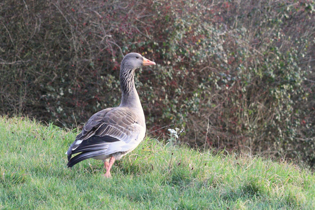 Graylag Goose - ML647863788