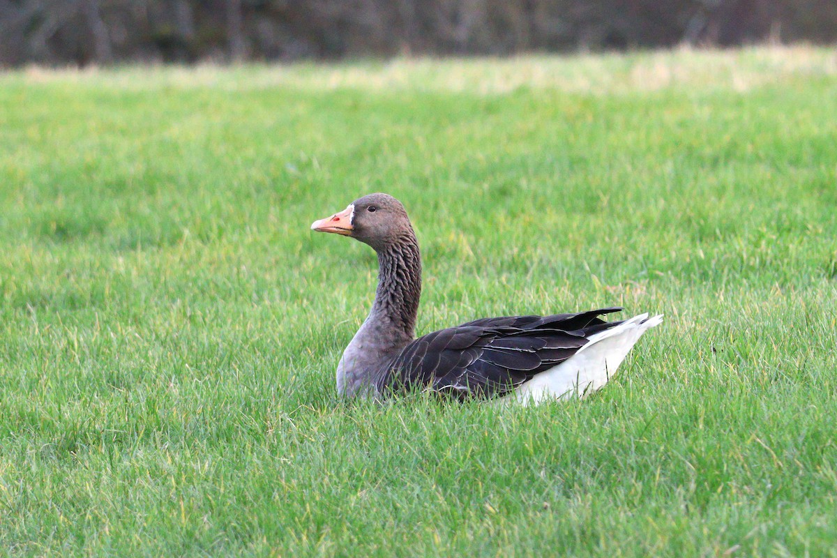 Graylag Goose - ML647863789