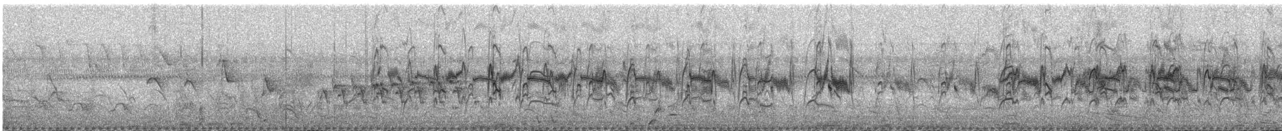 Halsbandsegler - ML647863796