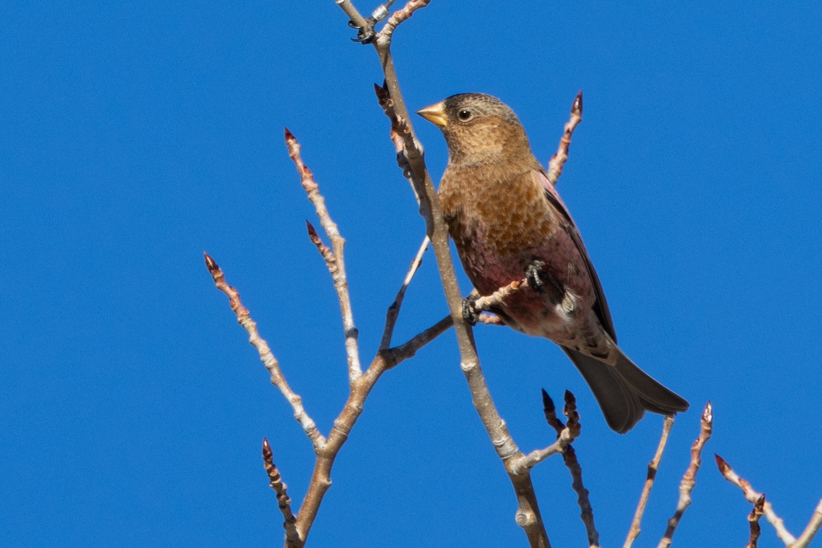 Brown-capped Rosy-Finch - ML647863808