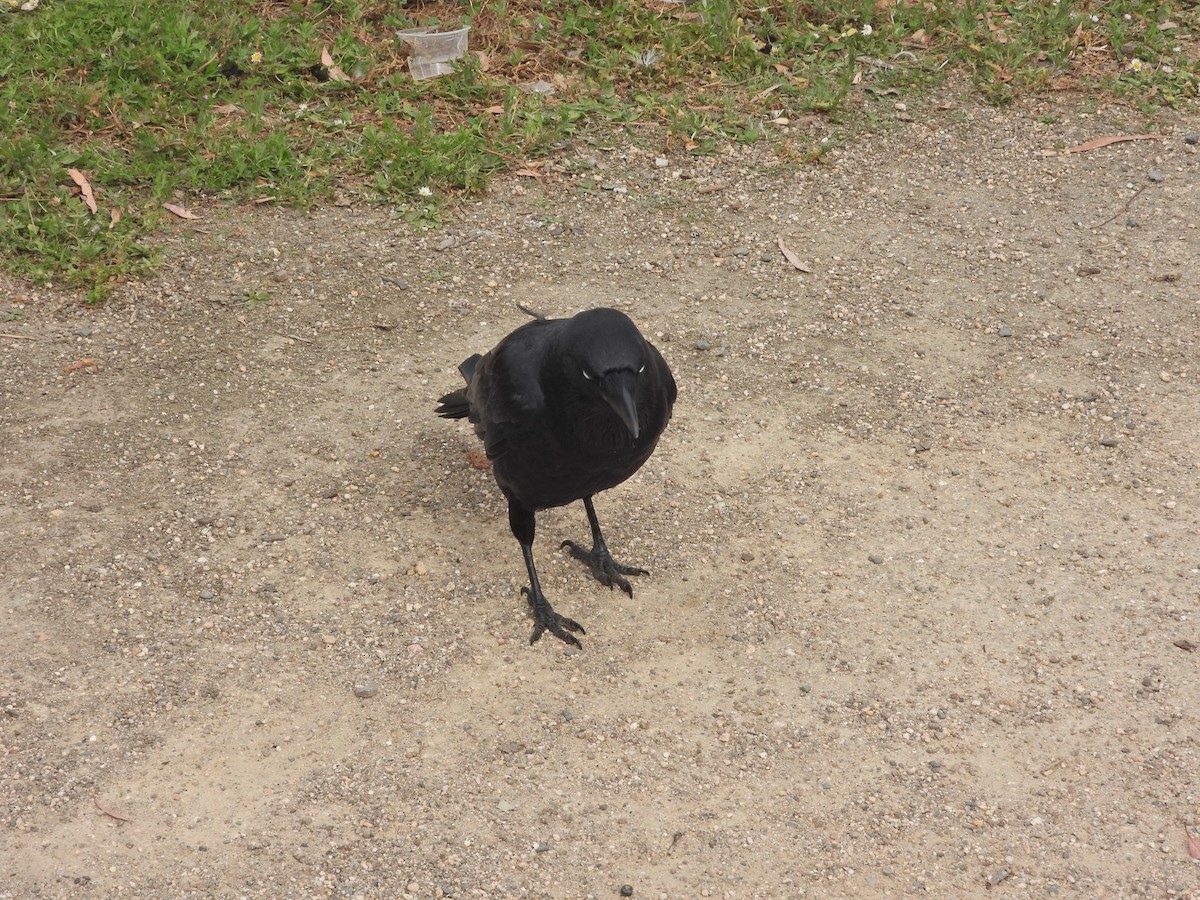 Little Raven - ML647863809