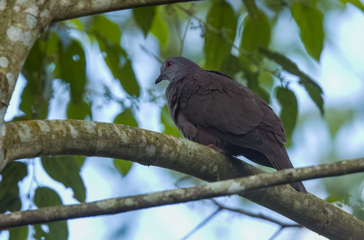 ウスグロバト - ML647863822