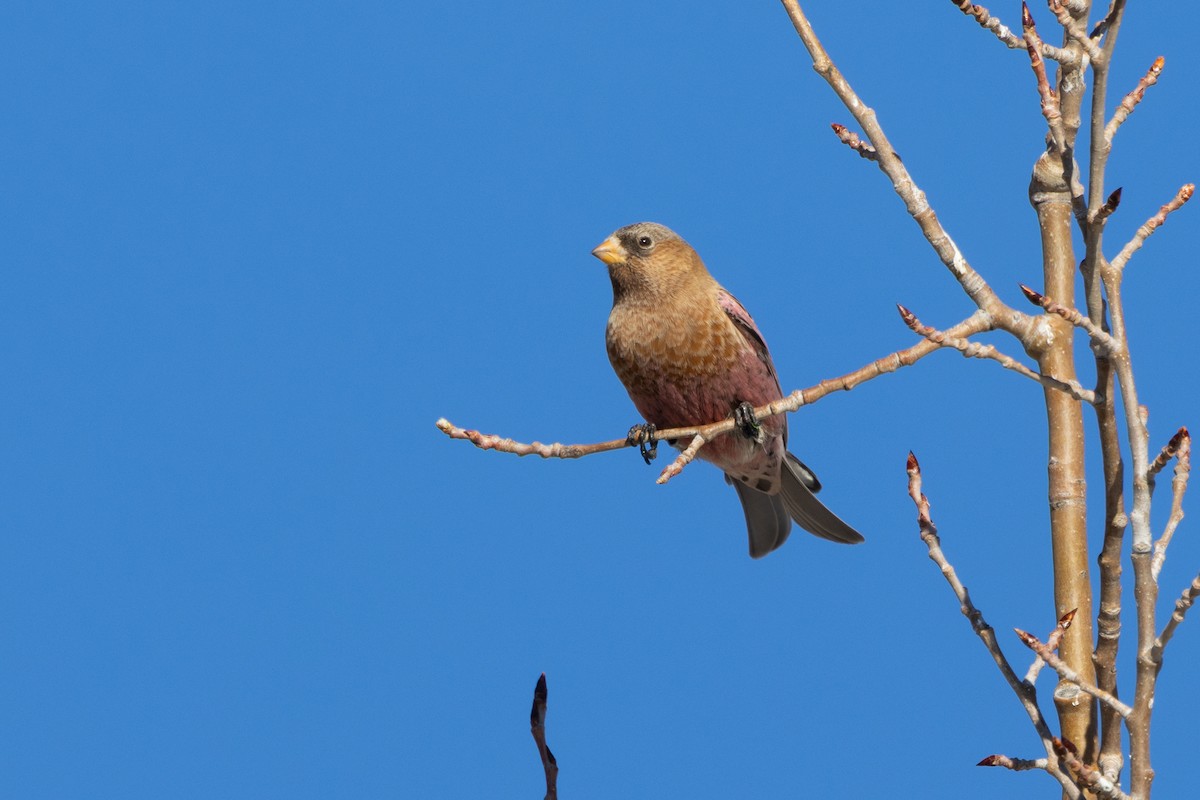 Brown-capped Rosy-Finch - ML647863827