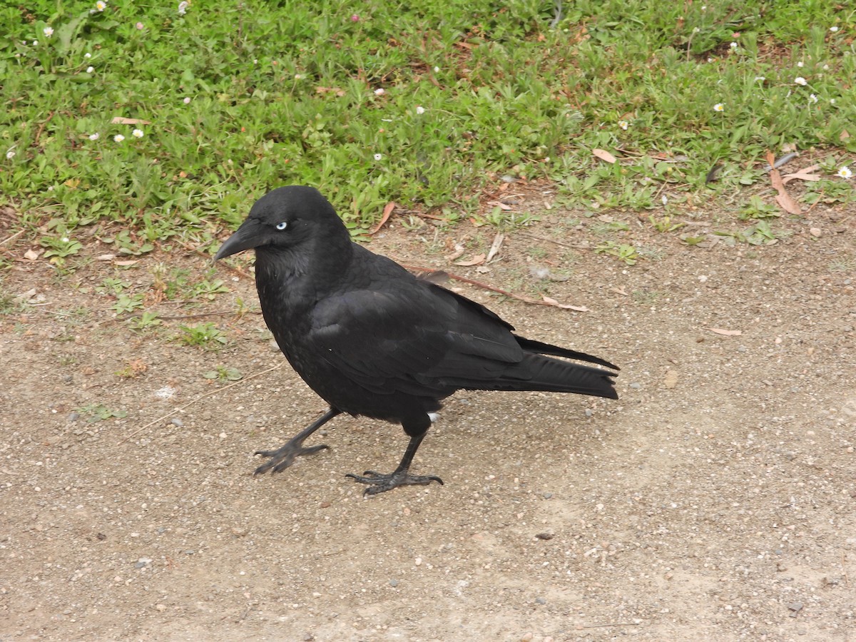 Little Raven - ML647863828