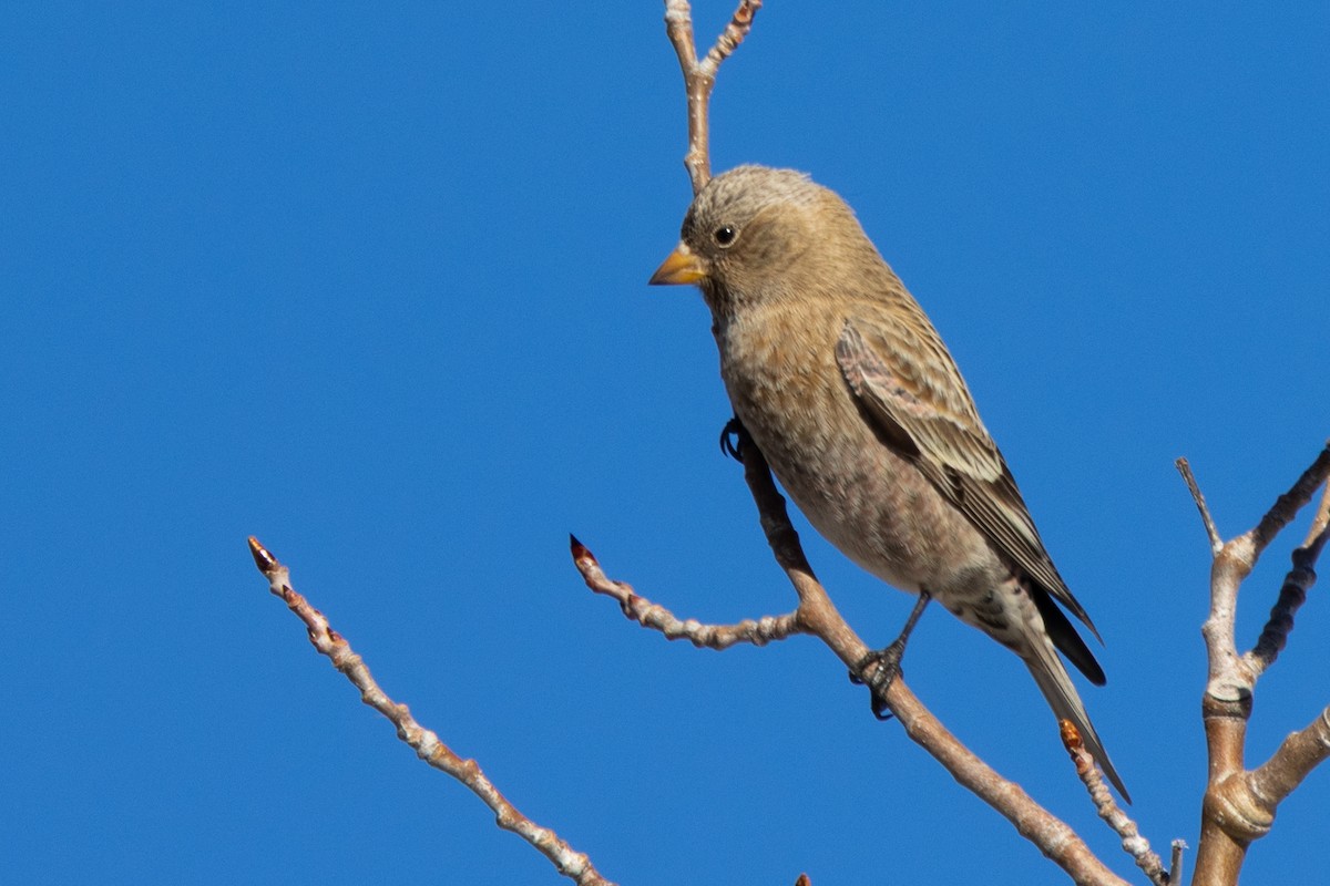 Brown-capped Rosy-Finch - ML647863830