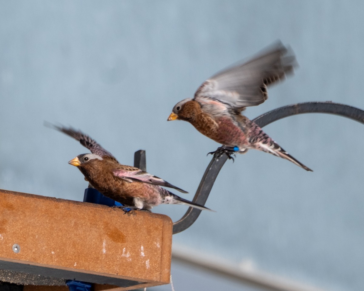 Gray-crowned Rosy-Finch - ML647863831