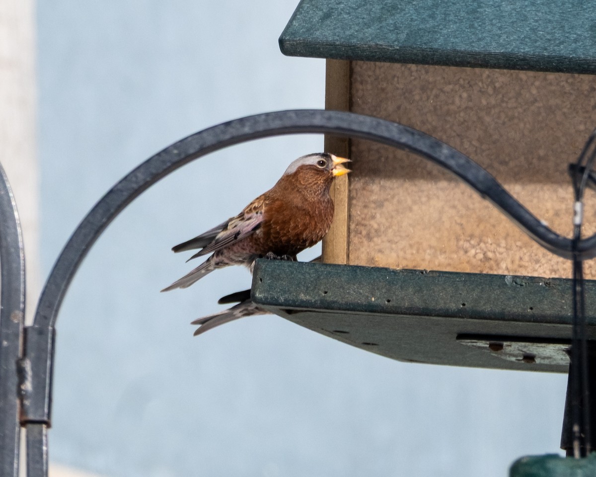 Gray-crowned Rosy-Finch - ML647863832