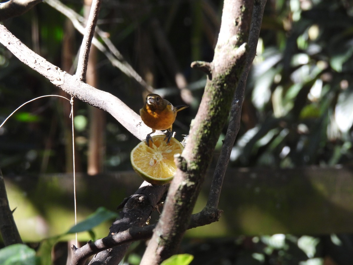 ボルチモアムクドリモドキ - ML647863880