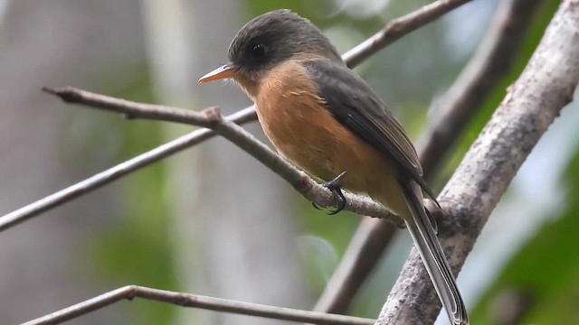 Lesser Antillean Pewee (St. Lucia) - ML647863883