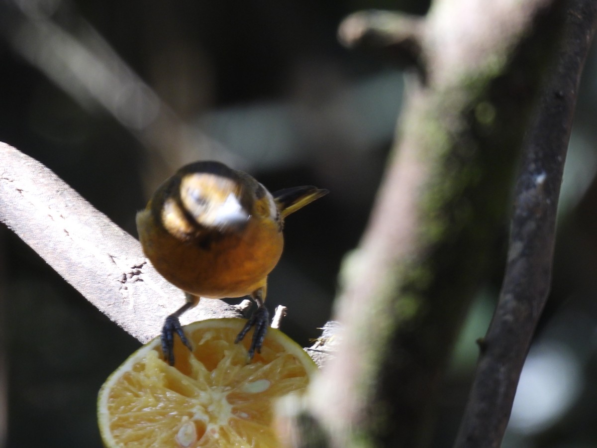 ボルチモアムクドリモドキ - ML647863892