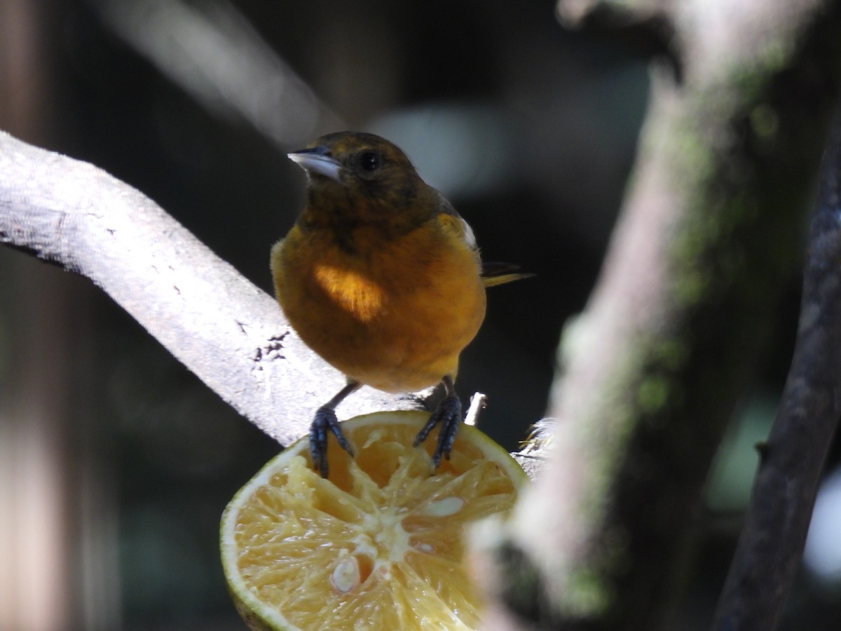 ボルチモアムクドリモドキ - ML647863893