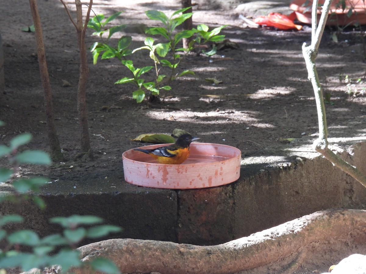 ボルチモアムクドリモドキ - ML647863894