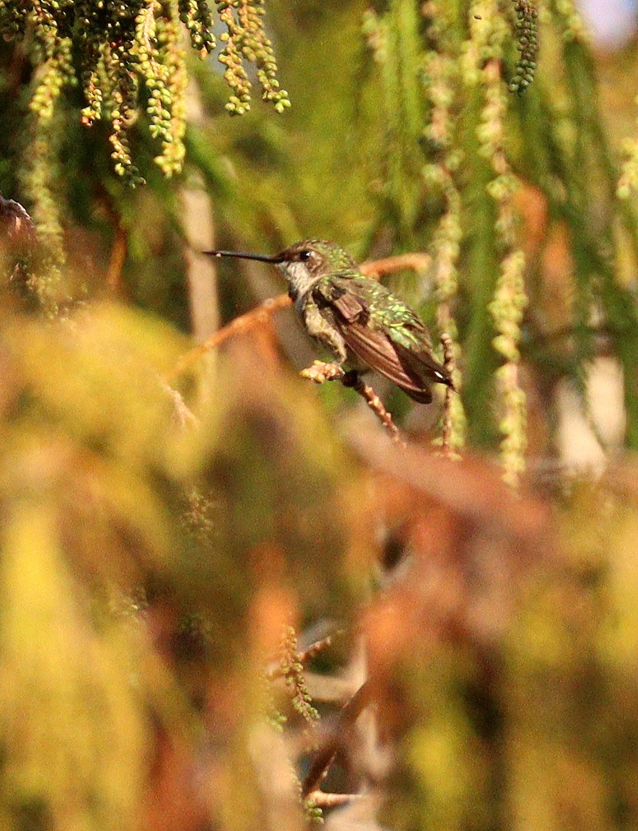 Ruby-throated Hummingbird - ML647863922