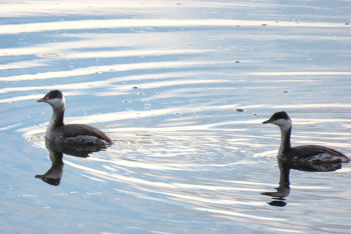 Zampullín Cuellirrojo - ML647863931