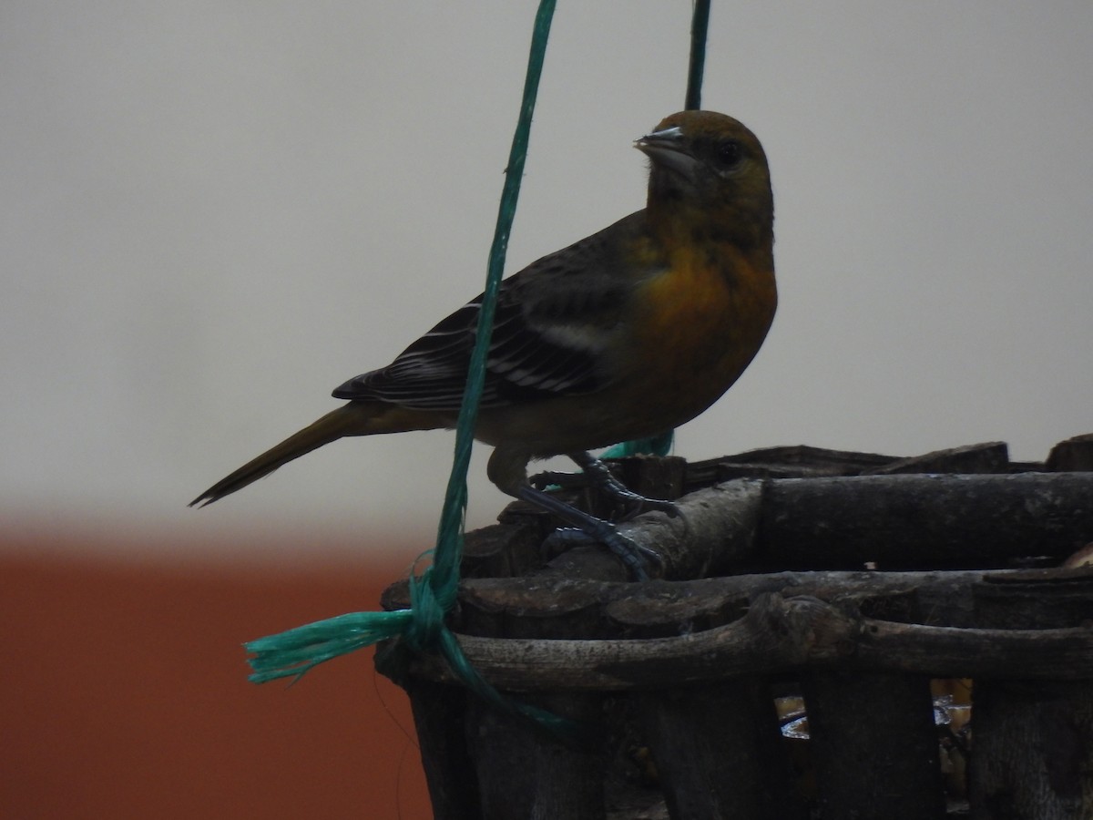 ボルチモアムクドリモドキ - ML647863933