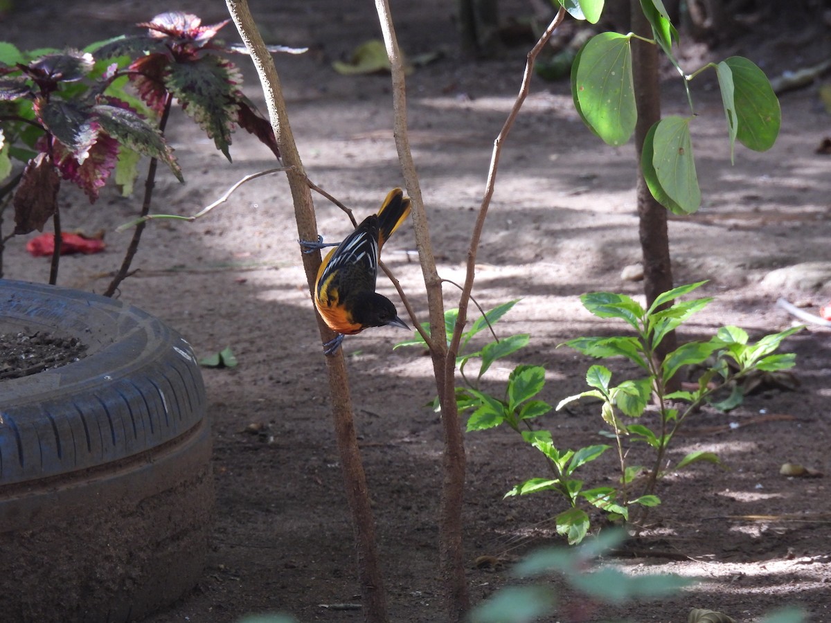 ボルチモアムクドリモドキ - ML647863934