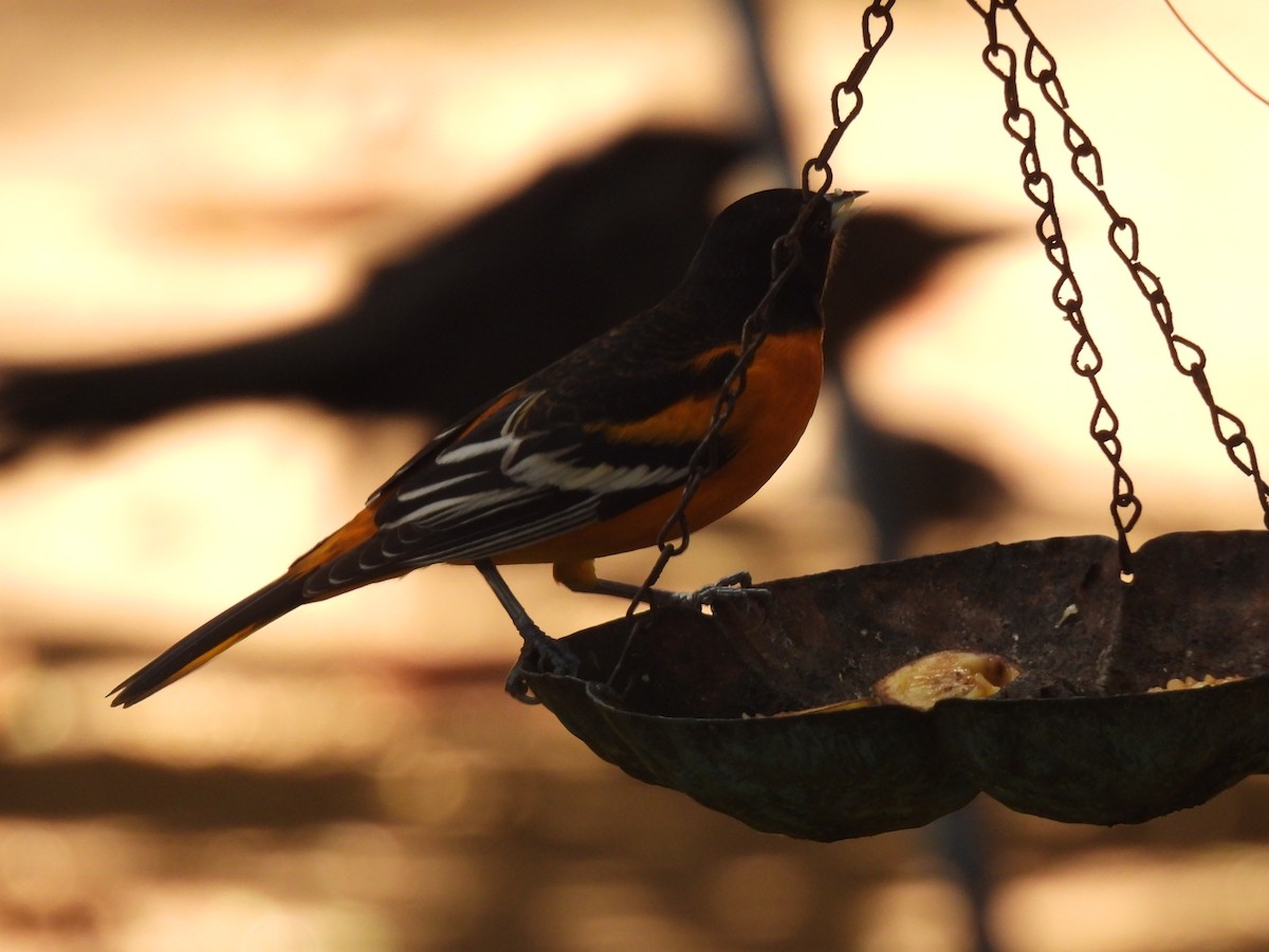 ボルチモアムクドリモドキ - ML647863935