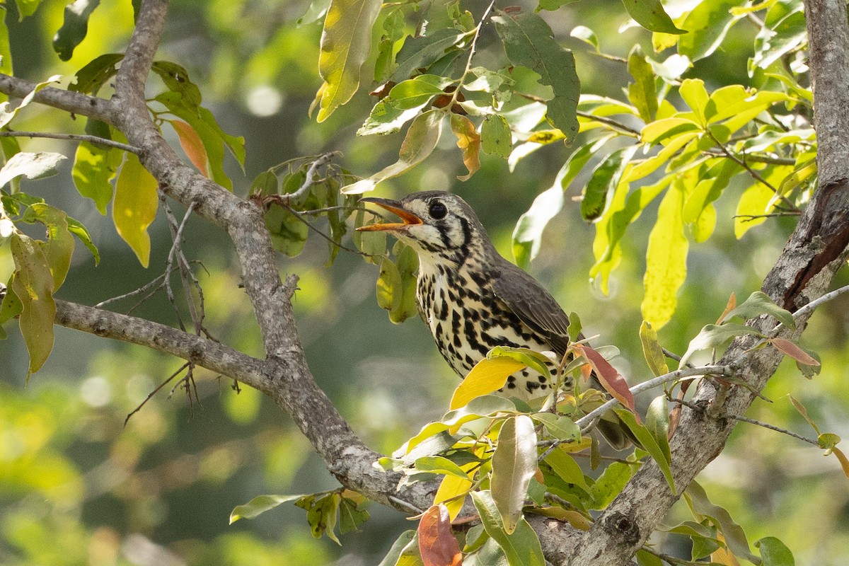 Groundscraper Thrush - ML647863942