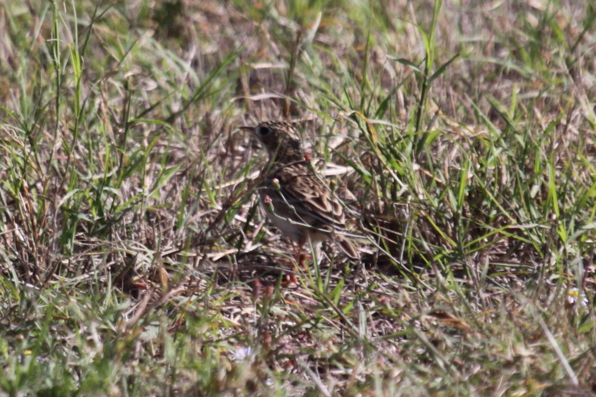 Sprague's Pipit - ML647863978