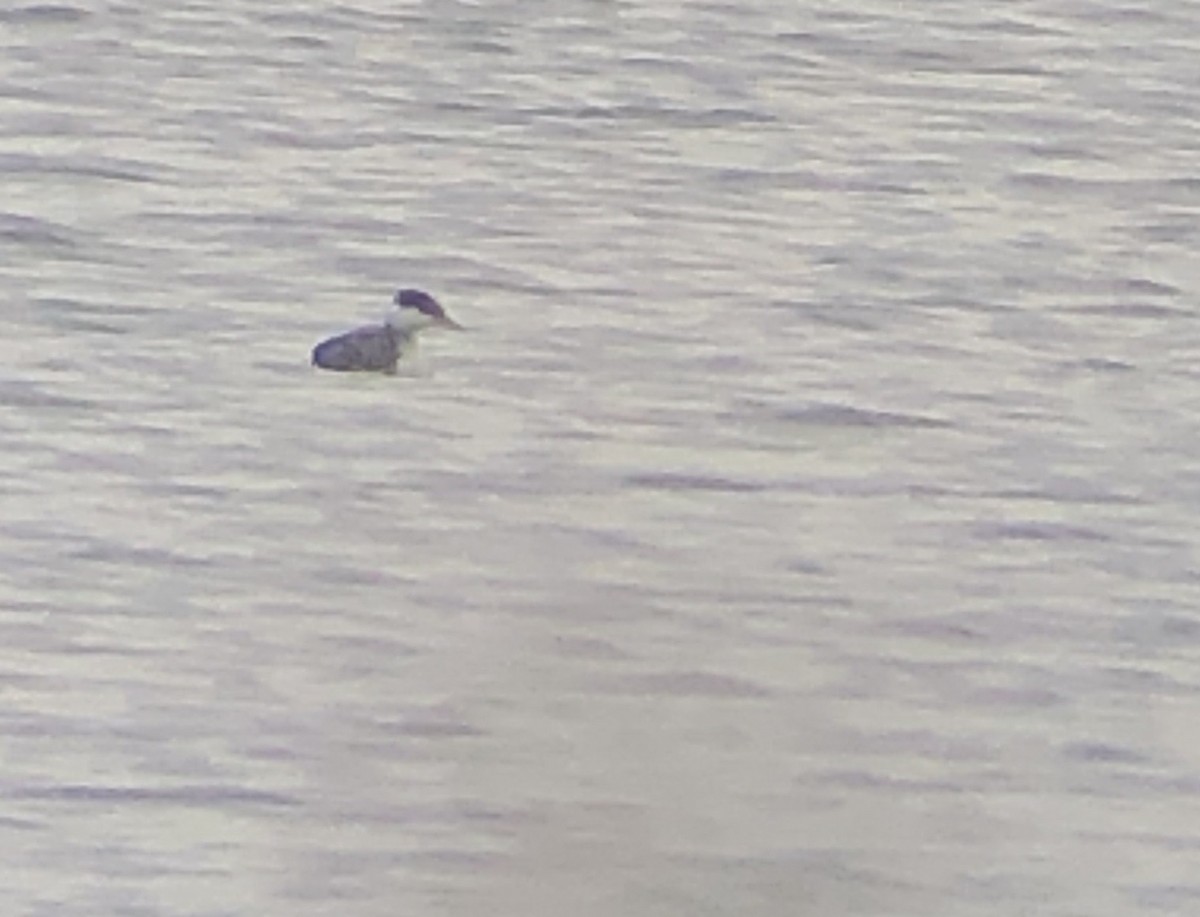 Zampullín Cuellirrojo - ML647863995