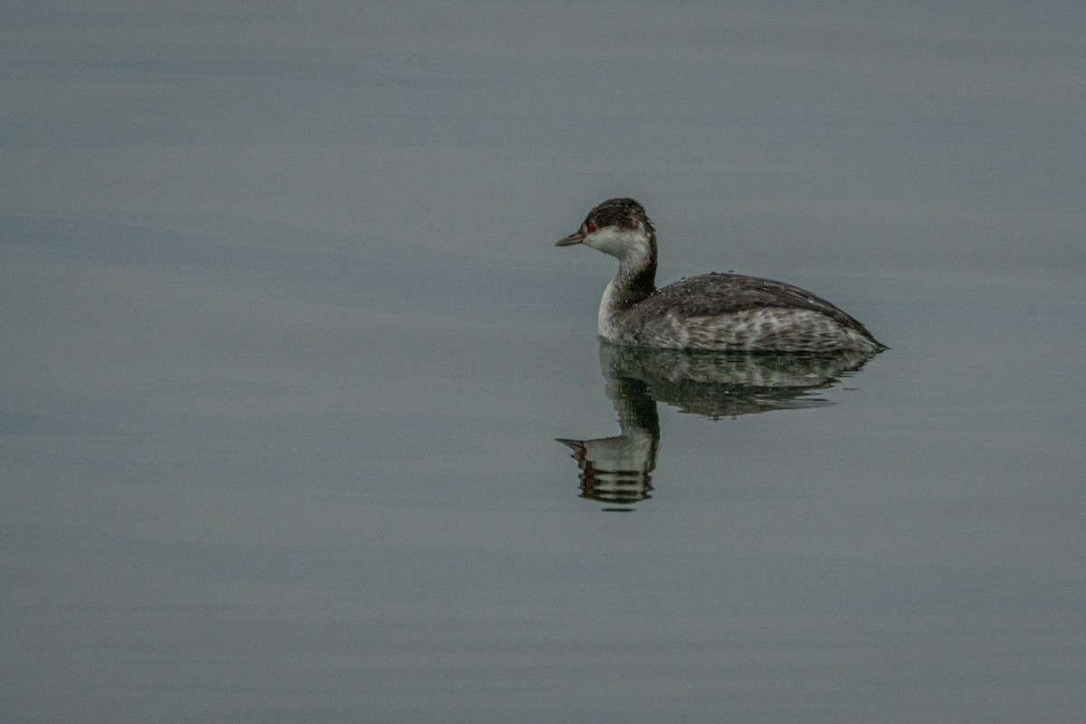 Zampullín Cuellirrojo - ML647864007