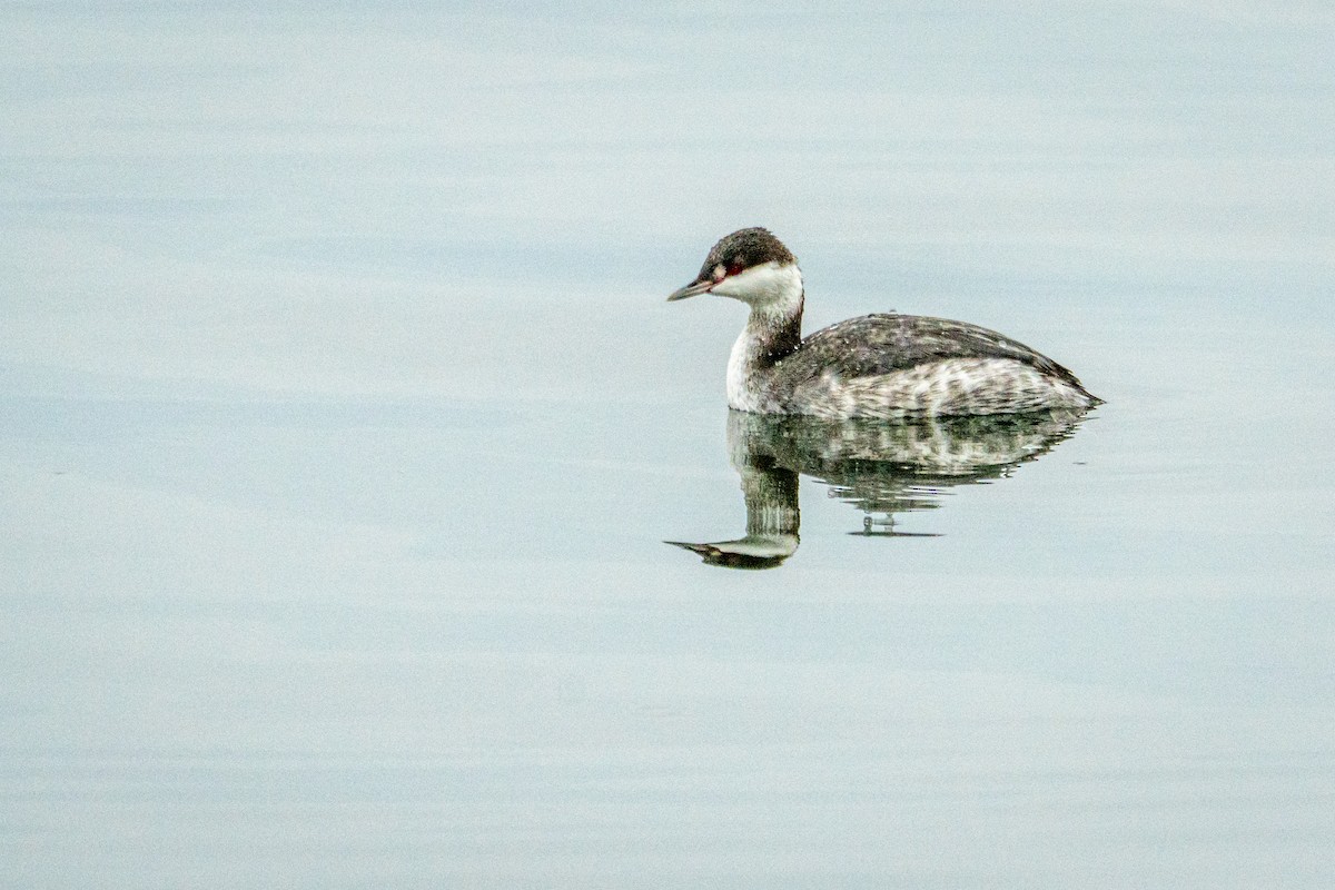 Zampullín Cuellirrojo - ML647864008