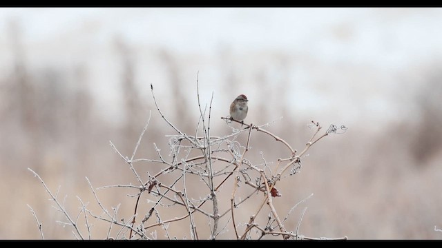 American Tree Sparrow - ML647864030