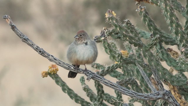 Canyon Towhee - ML647864044