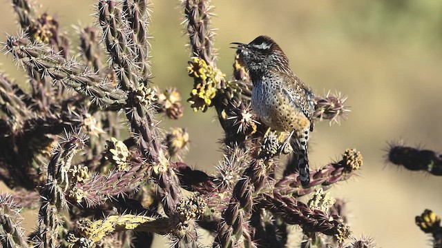 Cactus Wren - ML647864047