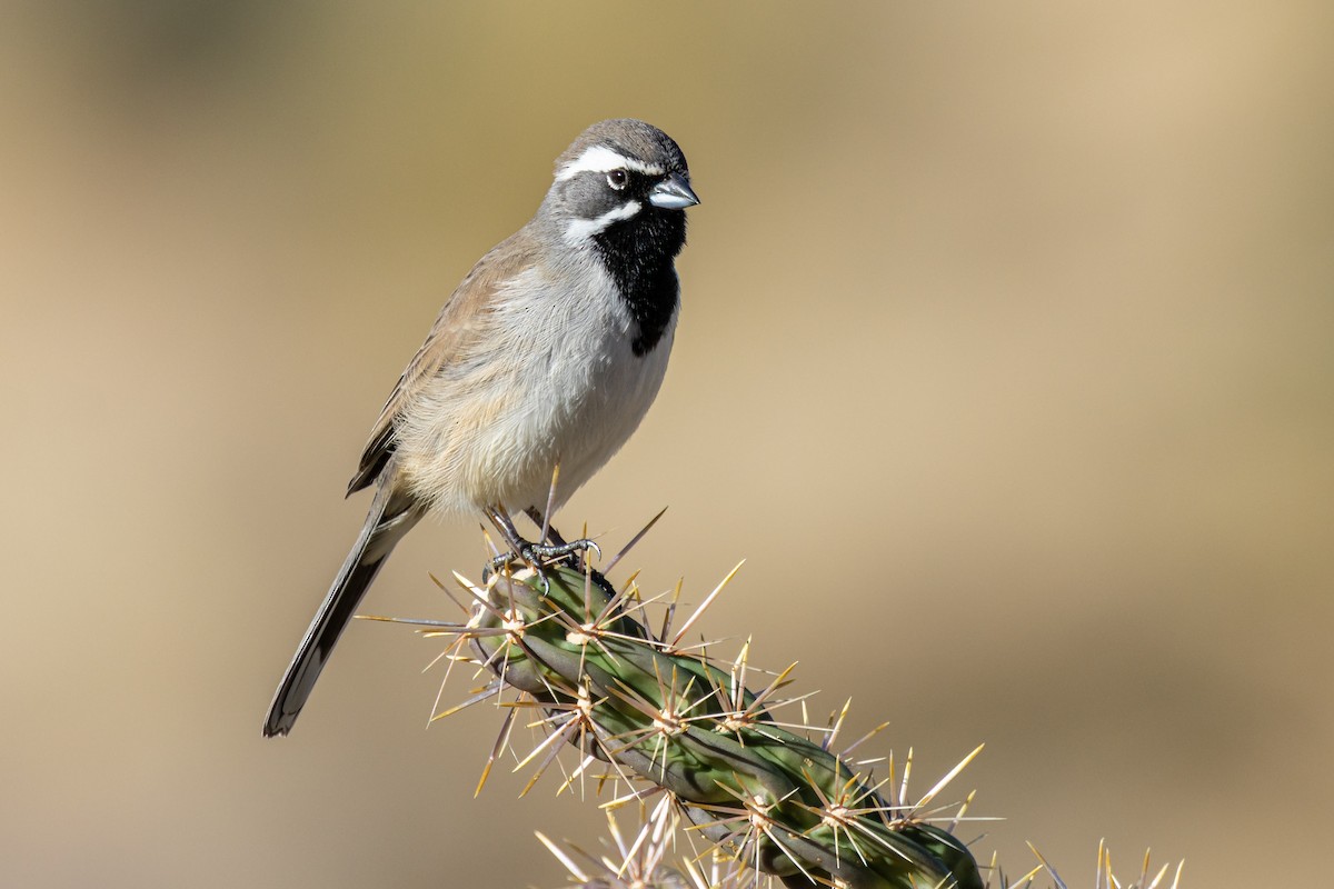 svartstrupespurv - ML647864071