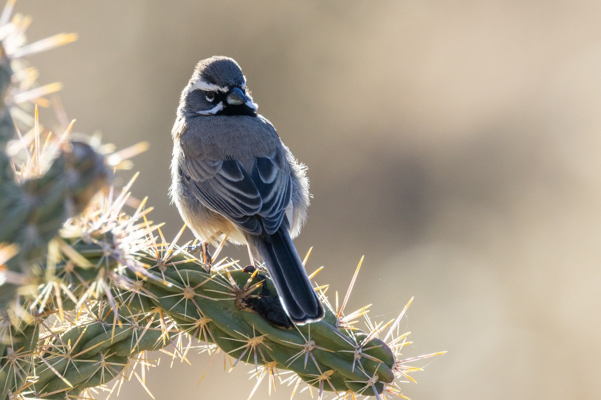 svartstrupespurv - ML647864072