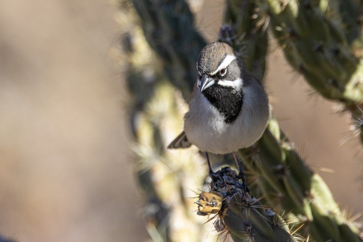 svartstrupespurv - ML647864073