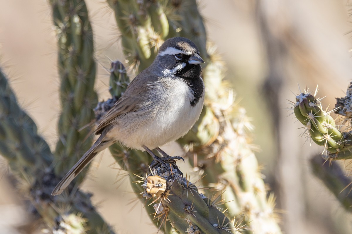 svartstrupespurv - ML647864074