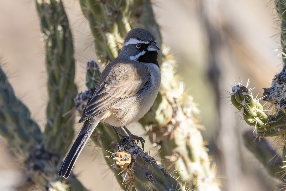 svartstrupespurv - ML647864075